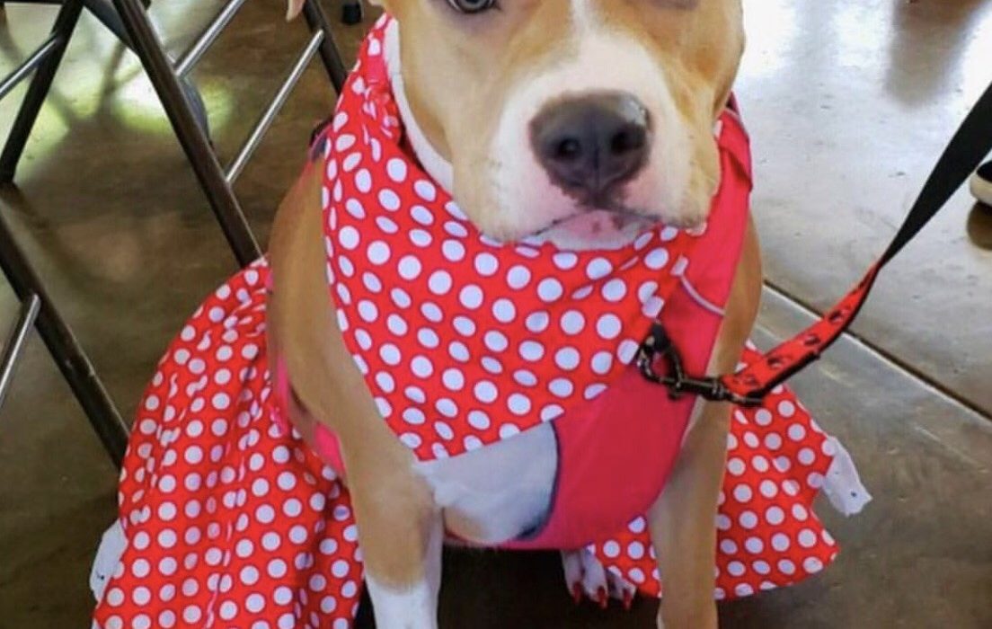 Dog in costume at pets in the city