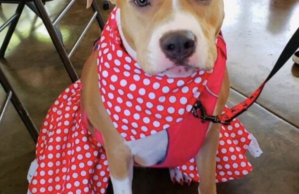 Dog in costume at pets in the city