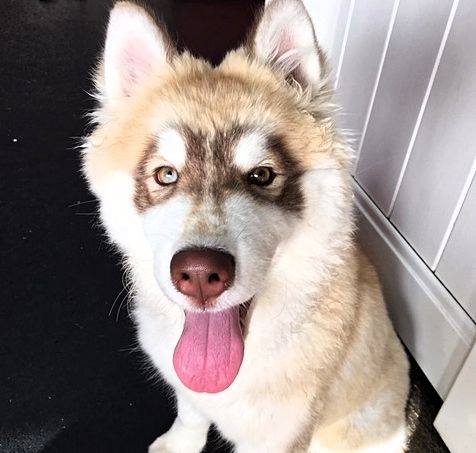 dog at pets in the city hawaii