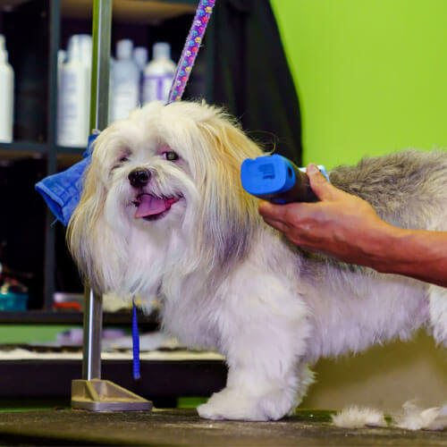 Pets in the city Hawaii groomer