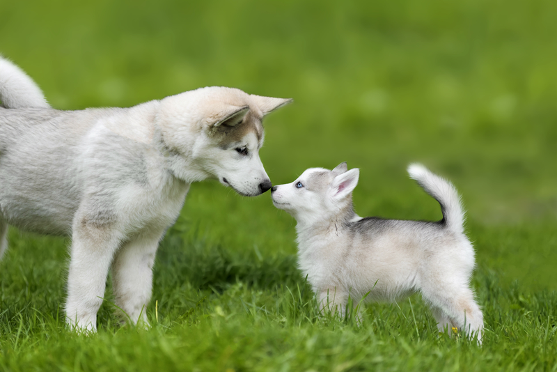 puppy meeting each other