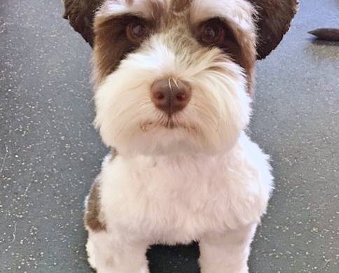 dog at pets in the city hawaii