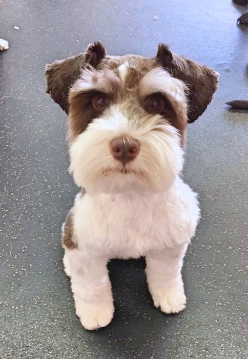dog at pets in the city hawaii