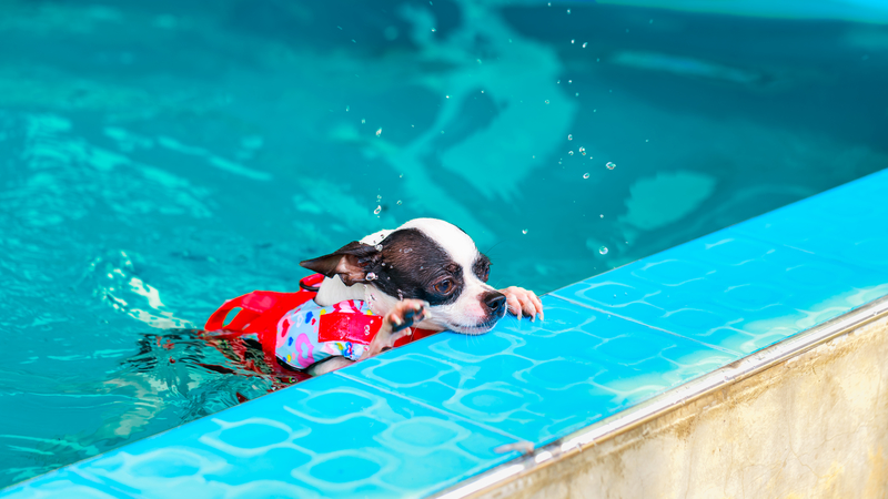 dogs swimming with life vest