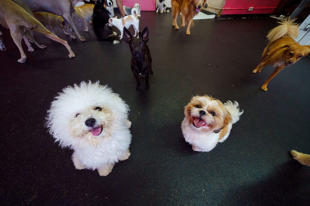 group of fluffy dogs at day care
