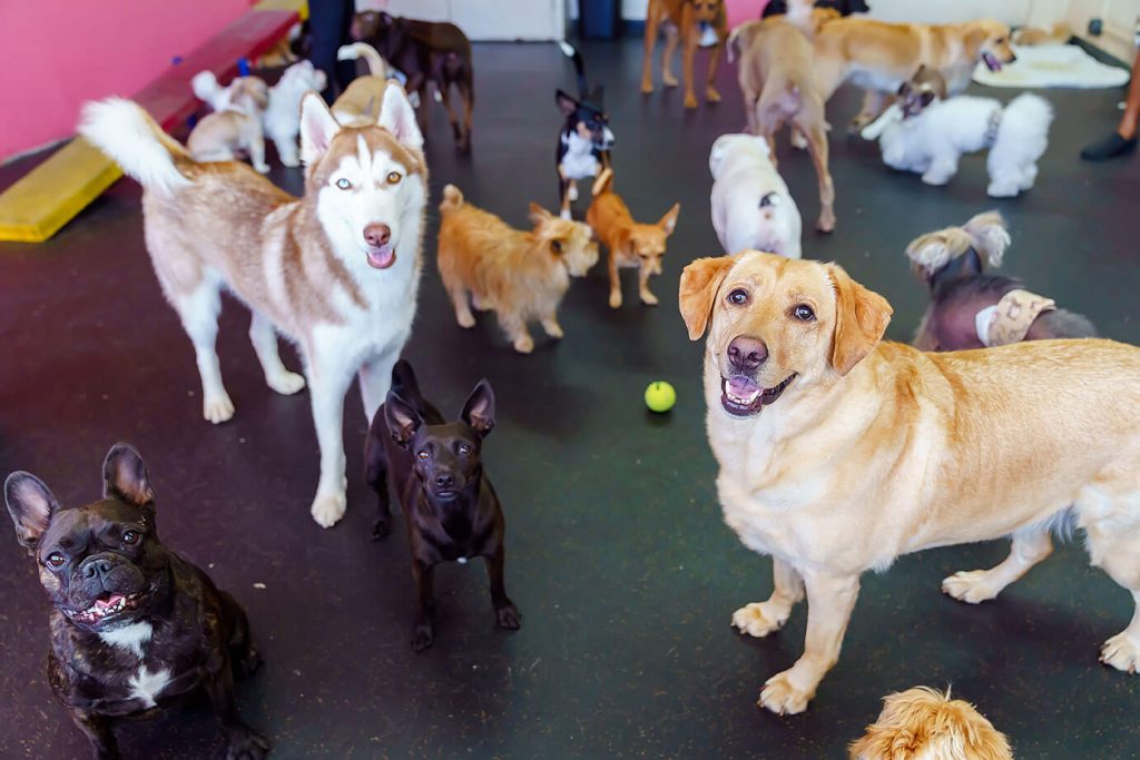 group of dogs at doggy daycare pets in the city hawaii
