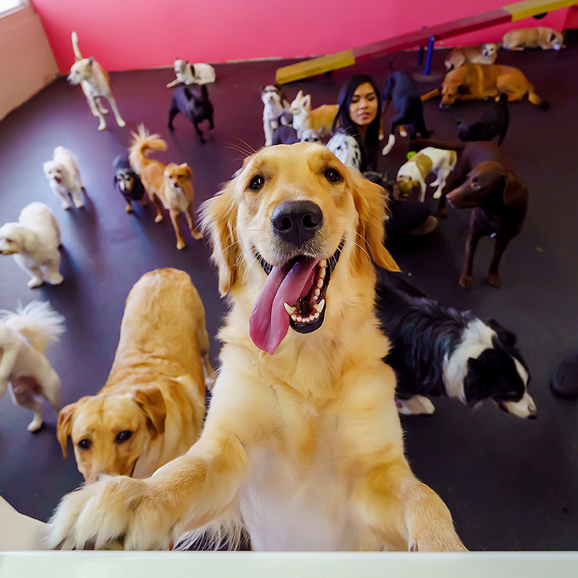 smiling dog on hind legs