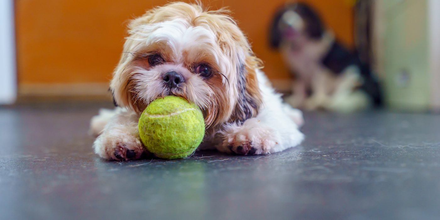 older dog with tennis ball