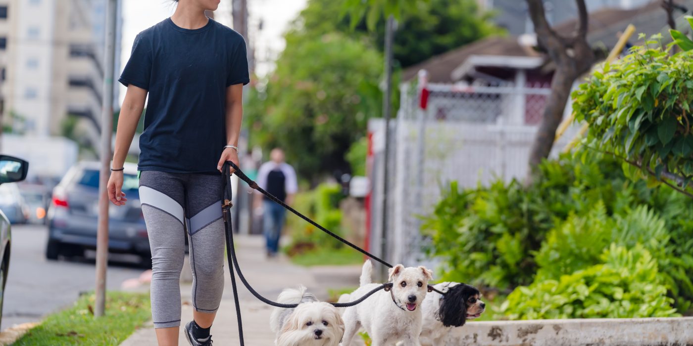 Dogs being walked in honolulu