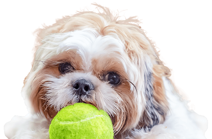 dog with a tennis ball