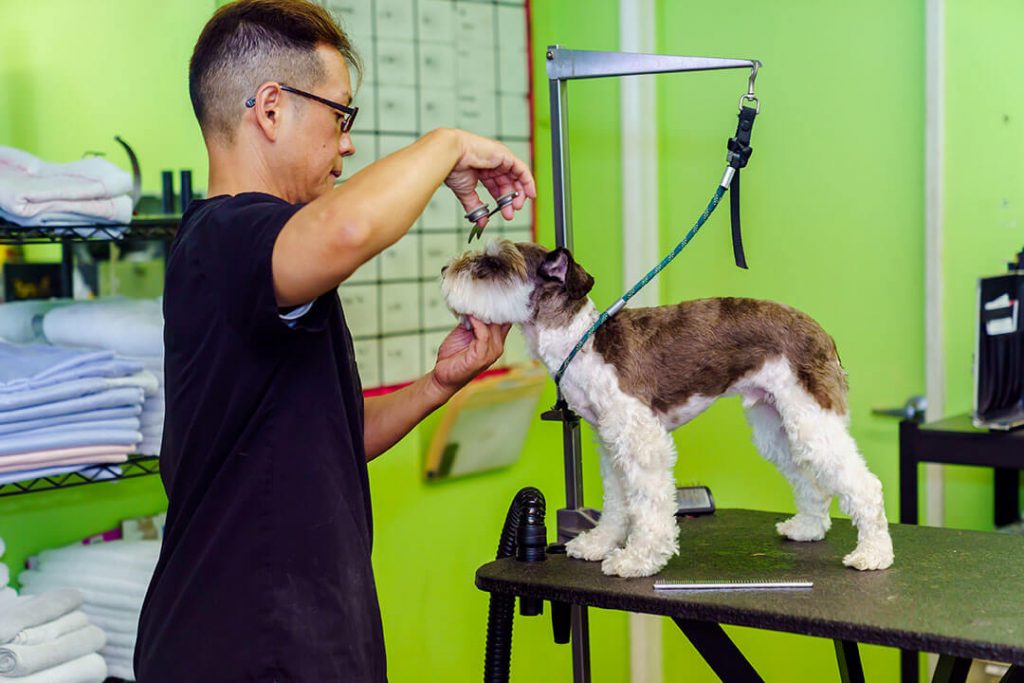 Certified groomer at Pets in the City Hawaii