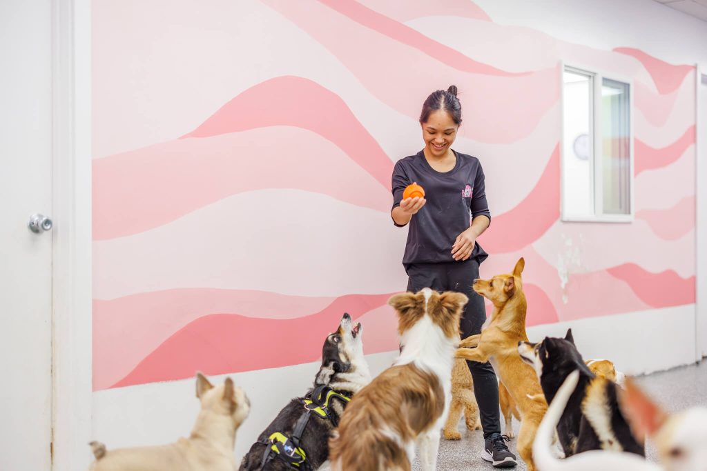 Joy, Animal Daycare Attendant at Pets in the City Hawaii, smiling while holding an orange squeaky ball as five excited dogs eagerly wait in front of her. She’s wearing a black shirt and pants with the Pets in the City logo in the background.
