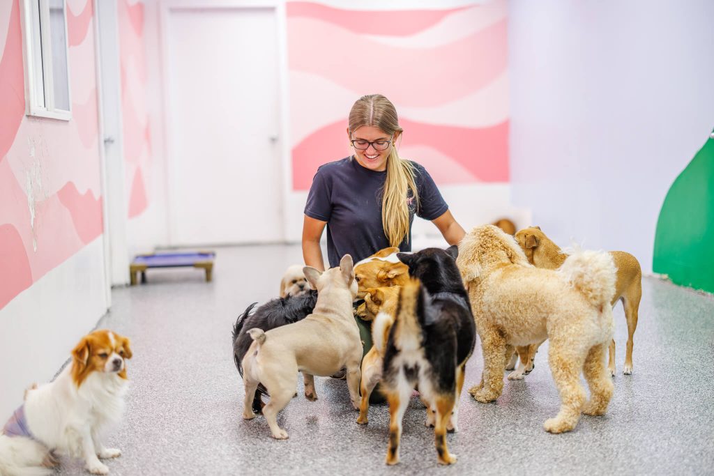 Ms. Rylee sitting on her knees, surrounded by happy dogs in the play area at Pets in the City Hawaii.