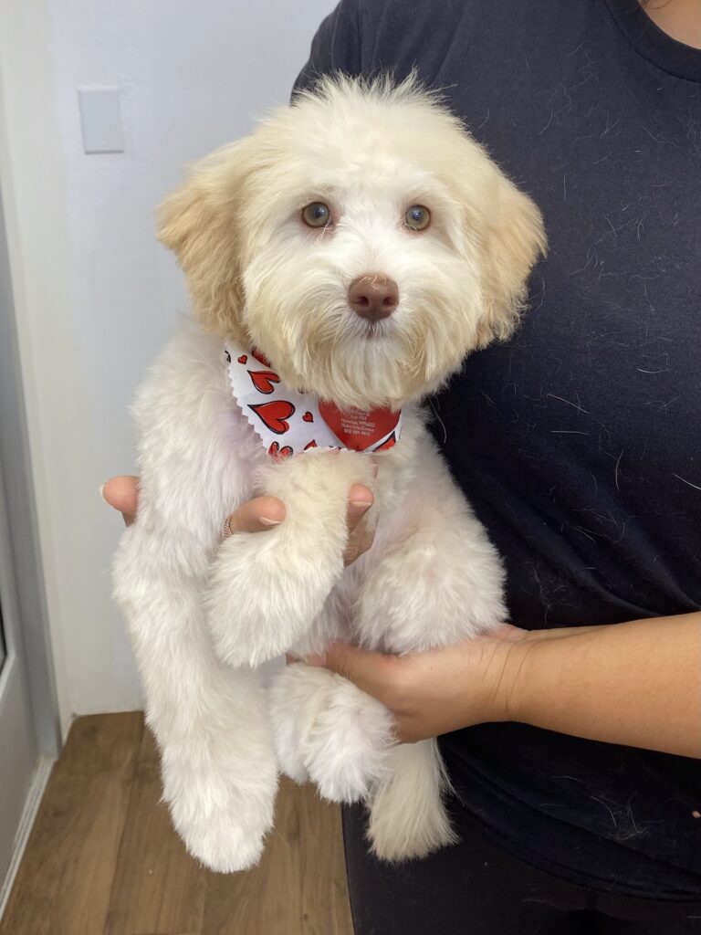 Dog Grooming at Pets in the City