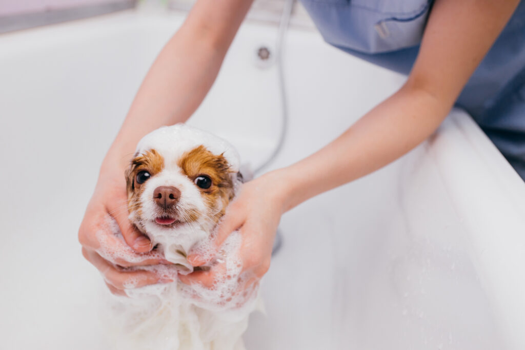 Dog Grooming at Pets in the City