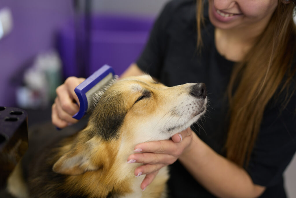 Dog Grooming at Pets in the City