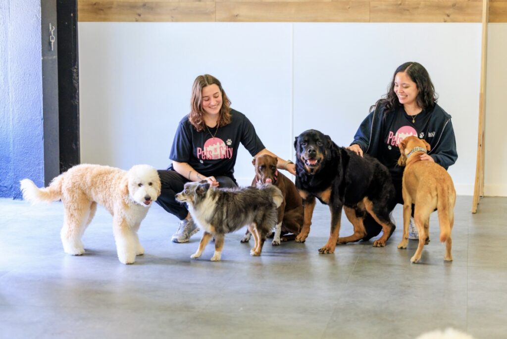 Dog Daycare at Pets in the City Unleashed