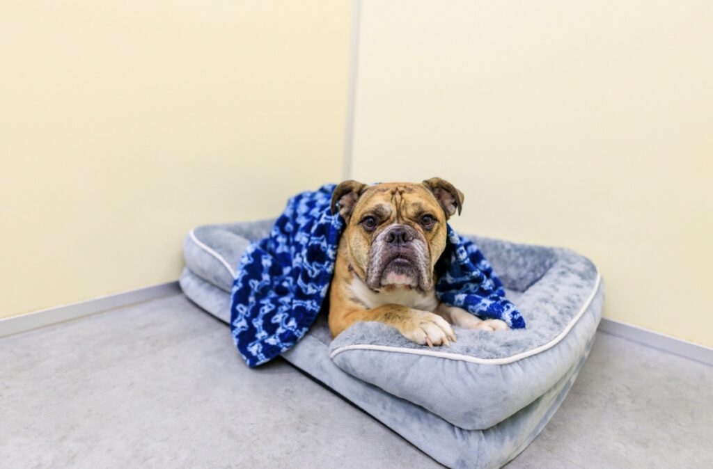 All Suite Dog Boarding