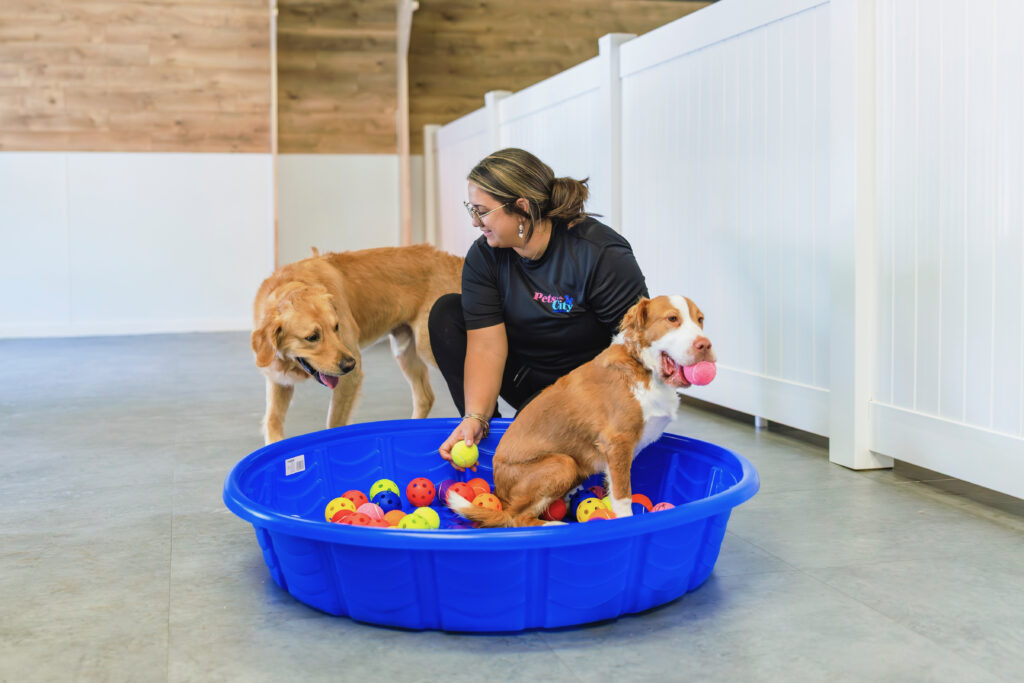 Dog Grooming at Pets in the City Unleashed