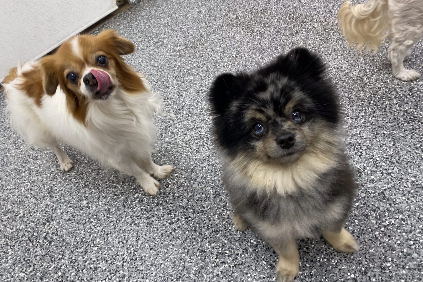 IMG_7743 Dog Daycare at Pets in the City