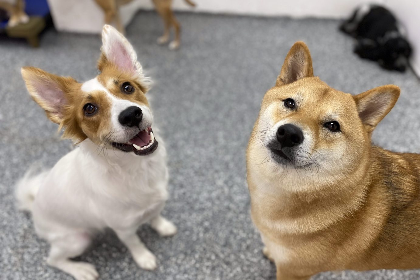 Dog Daycare at Pets in the City