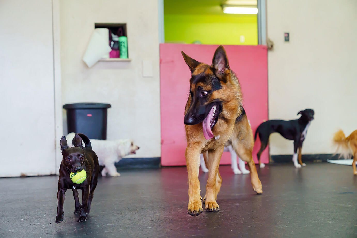 dogs playing together at pets in the city hawaii