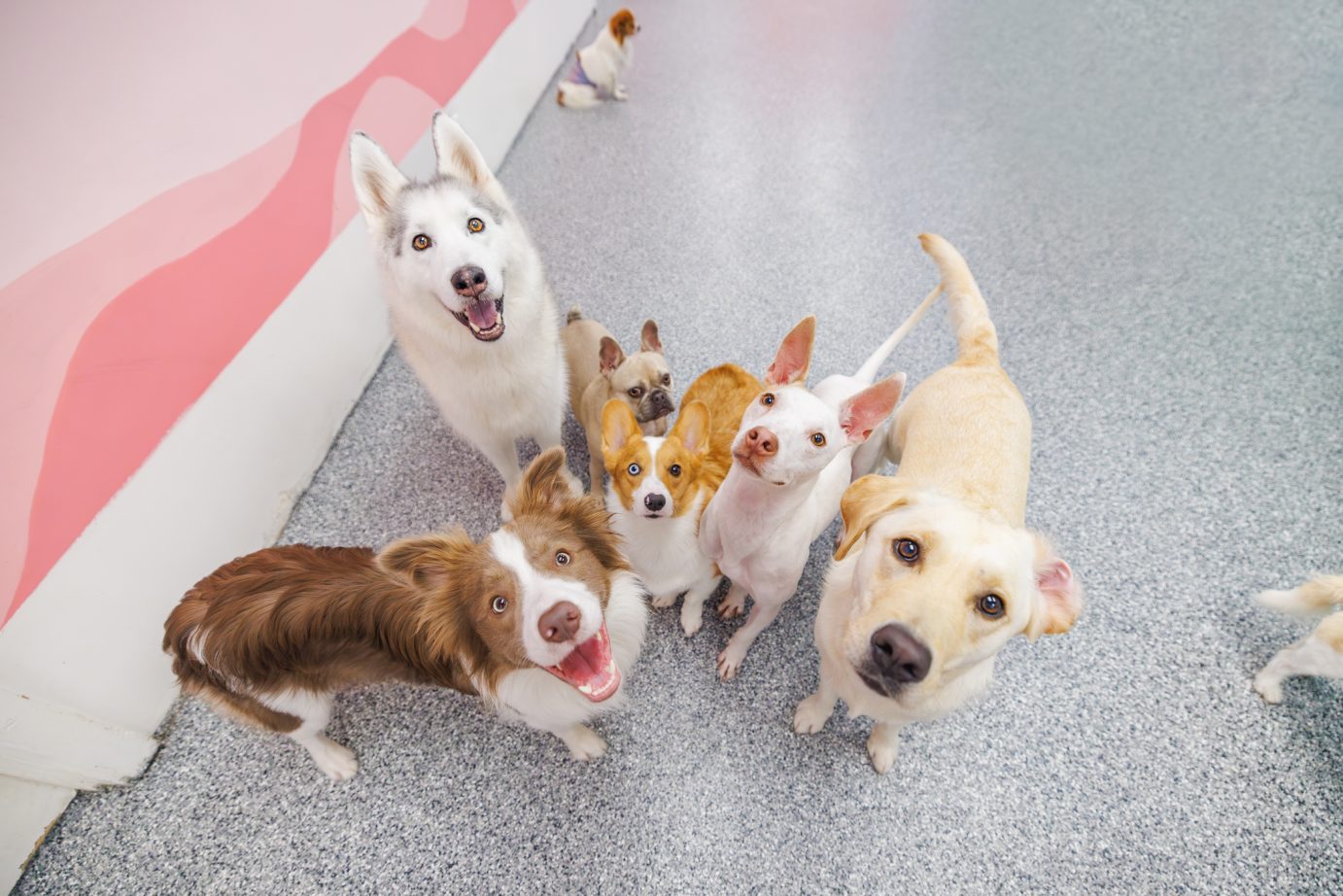 Happy Dogs at Pets in the City Hawaii Group of happy dogs smiling and looking at the camera inside Pets in the City Hawaii's daycare facility